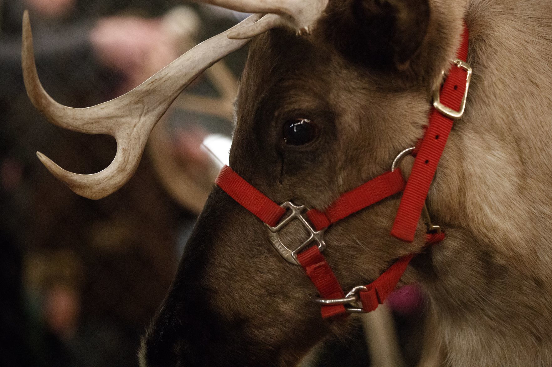 Meet some reindeer